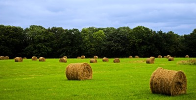 Gestione tecnica, organizzativa ed economica di una impresa agricola