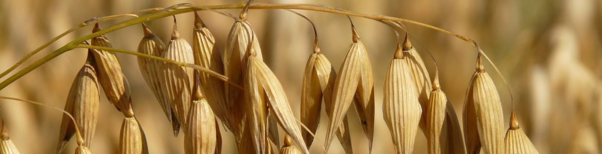 tecnico superiore della commercializzazione dei prodotti agroindustriali