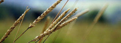 P.S.R. Puglia 2014 – 2020 Sottomisura 4.2