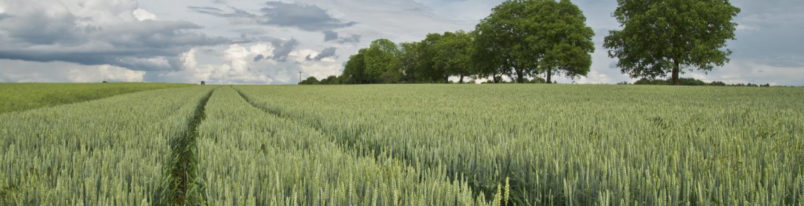 Sostegno-investimenti-nelle-aziende-agricole-sottomisura4.1