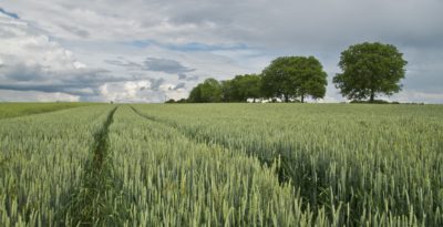 Sostegno-investimenti-nelle-aziende-agricole-sottomisura4.1