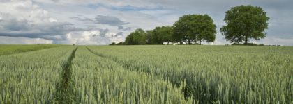 Sostegno ad investimenti nelle aziende agricole – Sottomisura 4.1