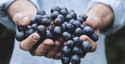 Tecniche di potatura in viticoltura